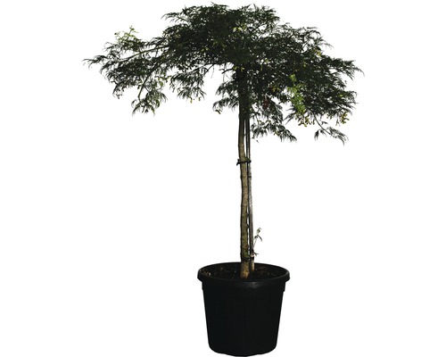 Grüner Schlitzahorn FloraSelf Acer palmatum dissectum 'Viridis' Co 30 L-0