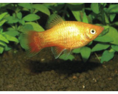 Fisch Platy Mix gelb - Xiphophorus maculatus