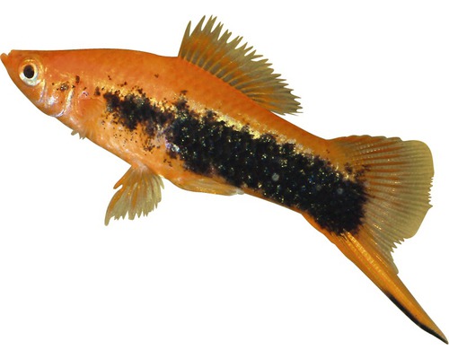 Goldener Papageienplaty mit schwarzen Flecken