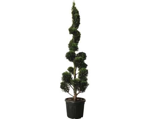 Gelbe Leyland-Zypresse PonPon-Spirale FloraSelf Cupressocyparis leylandii 'Castlewellan Gold' H 140 cm Co 30 L