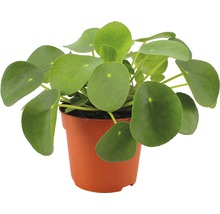 Pilea peperomioides Zimmerpflanze im Topf