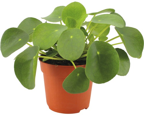Kanonierblume,Ufopflanze FloraSelf Pilea peperomioides H 17-22 cm Ø 10,5 cm Topf Pilea peperomioides Zimmerpflanze im Topf