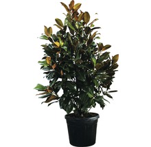 Immergrüne Magnolie FloraSelf Magnolia grandiflora 'Galissoniere' H 200-230 cm Co 70 L