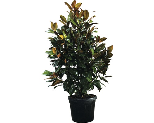 Immergrüne Magnolie FloraSelf Magnolia grandiflora 'Galissoniere' H 200-230 cm Co 70 L