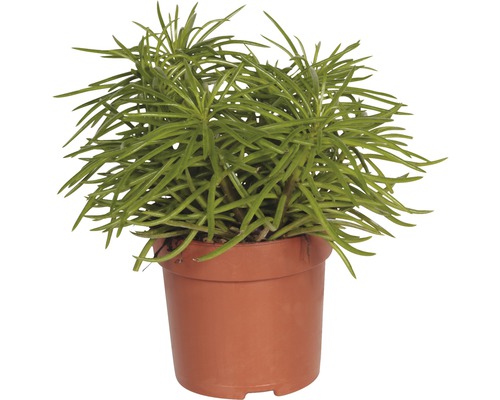 Topfpflanze mit grünen, stiftartigen Blättern