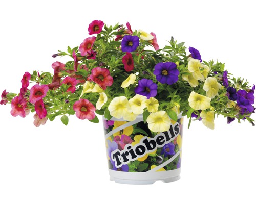 Blühende Zauberglöckchen im Topf