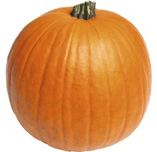 Orangefarbener Kürbis
