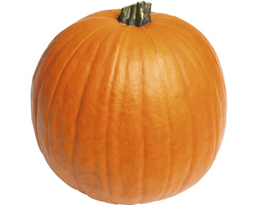 Orangefarbener Kürbis