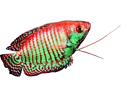 Zwergfadenfisch für Aquarien