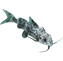 Synodontis Katzenwels mit gepunktetem Muster für Aquarien