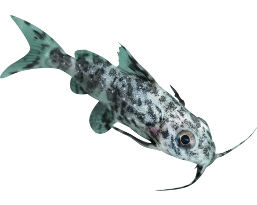Synodontis Katzenwels mit gepunktetem Muster für Aquarien