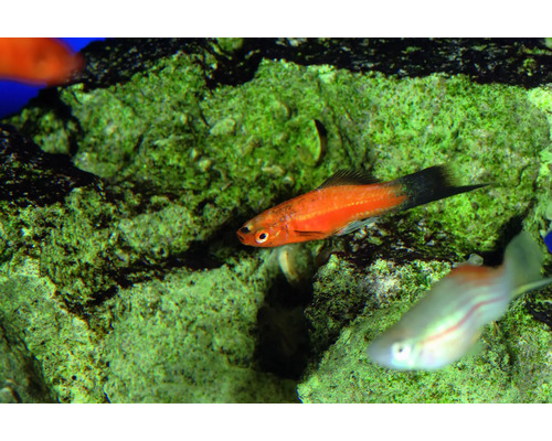 Roter Schwertträger Fisch im Aquarium