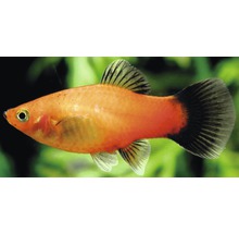 Fisch Platy Mix blau- Xiphophorus maculatus-thumb-0