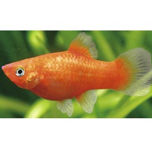 Fisch Platy Mix blau- Xiphophorus maculatus-thumb-1