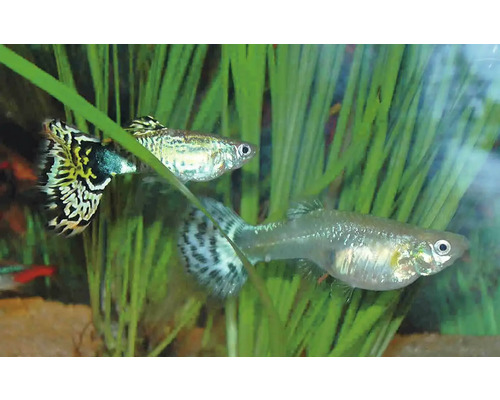 Zwei Guppys im Aquarium
