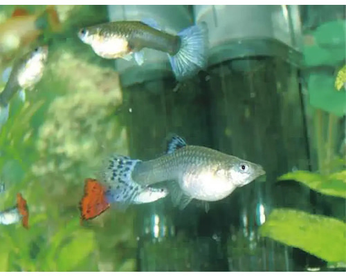 Mehrere Guppys schwimmen in einem Aquarium.