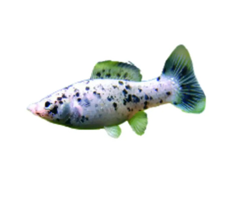 Dalmatiner Molly Zierfisch