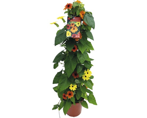 Schwarzäugige Susanne Pyramide FloraSelf Thunbergia alata Gesamthöhe ca. 90 cm Ø 19 cm Topf dreifarbig-0