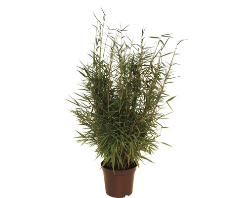 Aufrechter Gartenbambus FloraSelf Fargesia murielae 'Jumbo' H 40-60 cm Co 5 L Bambuspflanze im Topf