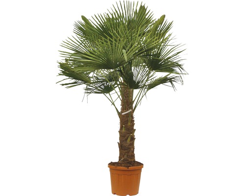 Hanfpalme FloraSelf Trachycarpus fortunei Stammhöhe 30-40 cm Gesamthöhe 110-120 cm Ø 34 cm Topf Topfgedrückt