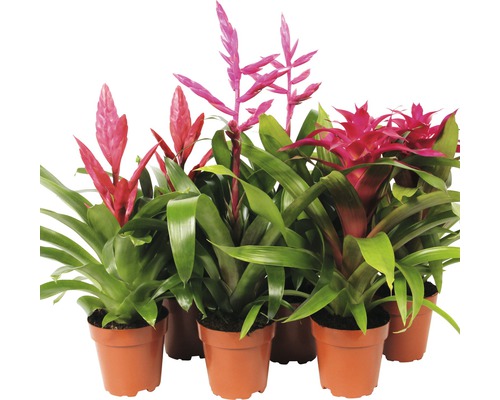 Bromelie FloraSelf Bromelia H 40-50 cm Ø 12 cm Topf zufällige Sortenauswahl