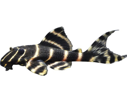 Fisch Ringelsocken Harnischwels L204 - Panaqolus albivermis