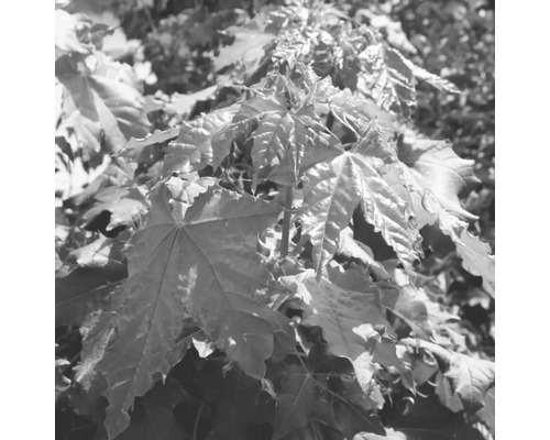 Nahaufnahme von Ahornblättern