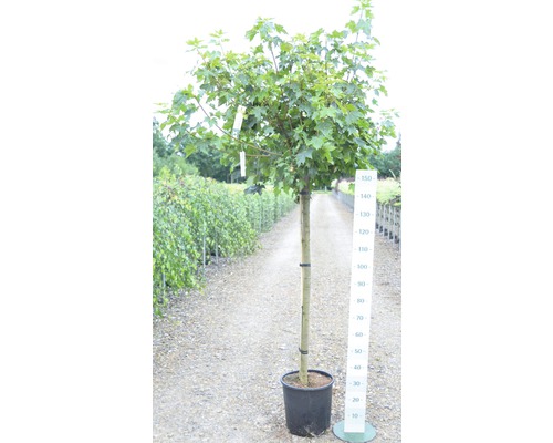 Feldahorn im Topf mit Größenangabe als Gartenelement