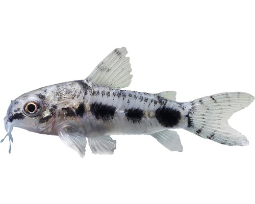 Fisch Schachbrett-Zwergpanzerwels - Corydoras Habrosus