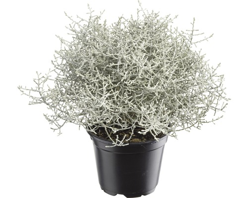 Stacheldraht Calocephalus brownii Ø 11 cm Topf Stacheldraht Calocephalus brownii Ø 11 cm Topf