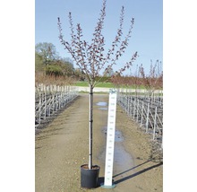 Japanische Nelkenkirsche FloraSelf Prunus serrulata 'Royal Burgundy' H 125-150 cm Co 18 L
