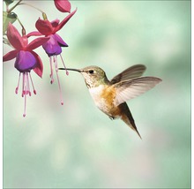 Kolibri am Fuchsiengewächs