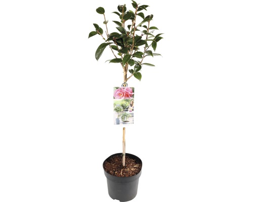 Kamelie Stämmchen FloraSelf Camellia japonica Festival Stammhöhe 50 cm Co 3 L gefüllte Blüten