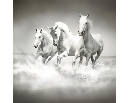 Glasbild White Horses 50x50 cm GLA1176