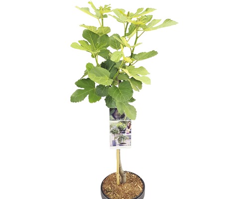 Feigenbaum Stämmchen FloraSelf Bio Ficus carica 'Brown Turkey' Stammhöhe 50 cm Co 3 L