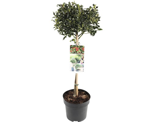 Stechpalme Stämmchen FloraSelf Ilex aquifolium 'Alaska' Stammhöhe 50 cm Co 3 L, orangerote Beeren, stark fruchtend