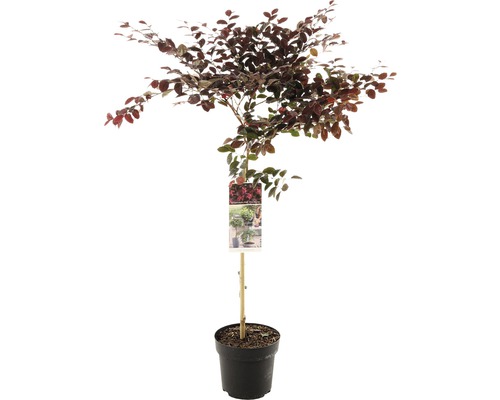 Riemenblüte Stämmchen FloraSelf Loropetalum chinense 'Fire Dance' Stammhöhe 50 cm Co 3 L