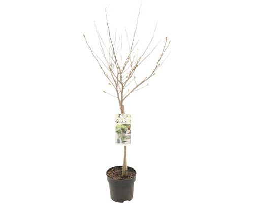 Sternmagnolie Stämmchen FloraSelf Magnolia stellata Stammhöhe 50 cm Co 3 L, duftend Magnolie im Topf mit Etikett, ohne Blätter