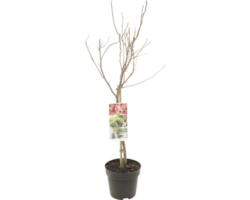 Purpur-Magnolie Stämmchen FloraSelf Magnolia 'Susan' Stammhöhe 50 cm Co 3 L, duftend Magnolie im Topf, noch ohne Blätter
