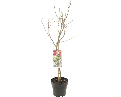 Purpur-Magnolie Stämmchen FloraSelf Magnolia 'Susan' Stammhöhe 50 cm Co 3 L, duftend