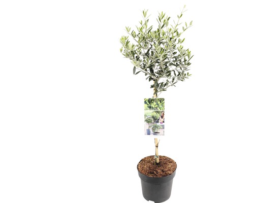 Olivenbaum Stämmchen FloraSelf Olea europaea Stammhöhe 50 cm Co 3 L