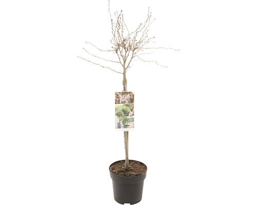 Zierkirsche Stämmchen FloraSelf Prunus incisa 'Kojou-no-mai' Stammhöhe 50 cm Co 3 L Korkenzieherhasel im Topf