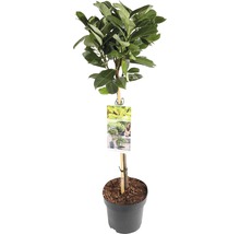 Lorbeerbaum im Topf