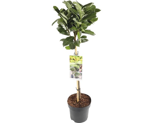 Kirschlorbeer, Lorbeerkirsche Stämmchen FloraSelf Prunus laurocerasus 'Etna'® Stammhöhe 50 cm Co 3 L