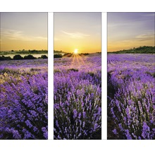 Glasbild Beautiful Lavendel 3x | HORNBACH cm 30x80 GLA919 3er-Set