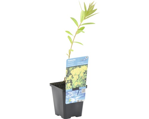 Euphorbia palustris im Topf, eine Sumpf-Wolfsmilch Pflanze