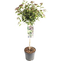 Im Topf gezogener Schneeball als Kugelbaum für den Garten