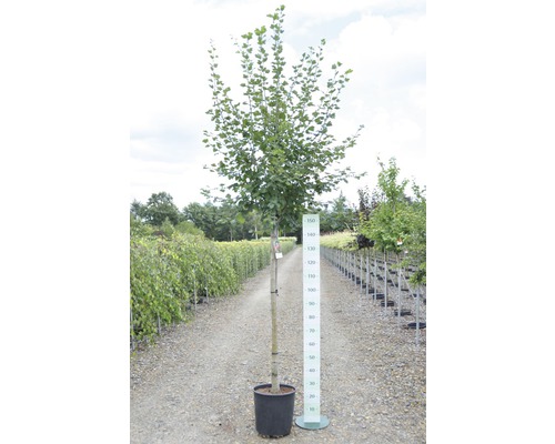 Baum in einem Topf mit Größenangabe
