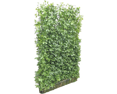 Sichtschutz-Hecke Helix Spindelstrauch Euonymus fortunei 'Coloratus' H180xB120 cm