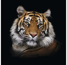 Porträt eines Tigers mit Streifen